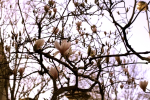 magnolia fallingoffbicycles