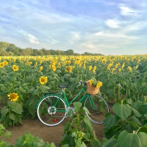 Julie Willard, Julia Willard, sunflowers Grinter Farms, Kansas, Sunflower Fields, sunflowers, flowers, sunrise